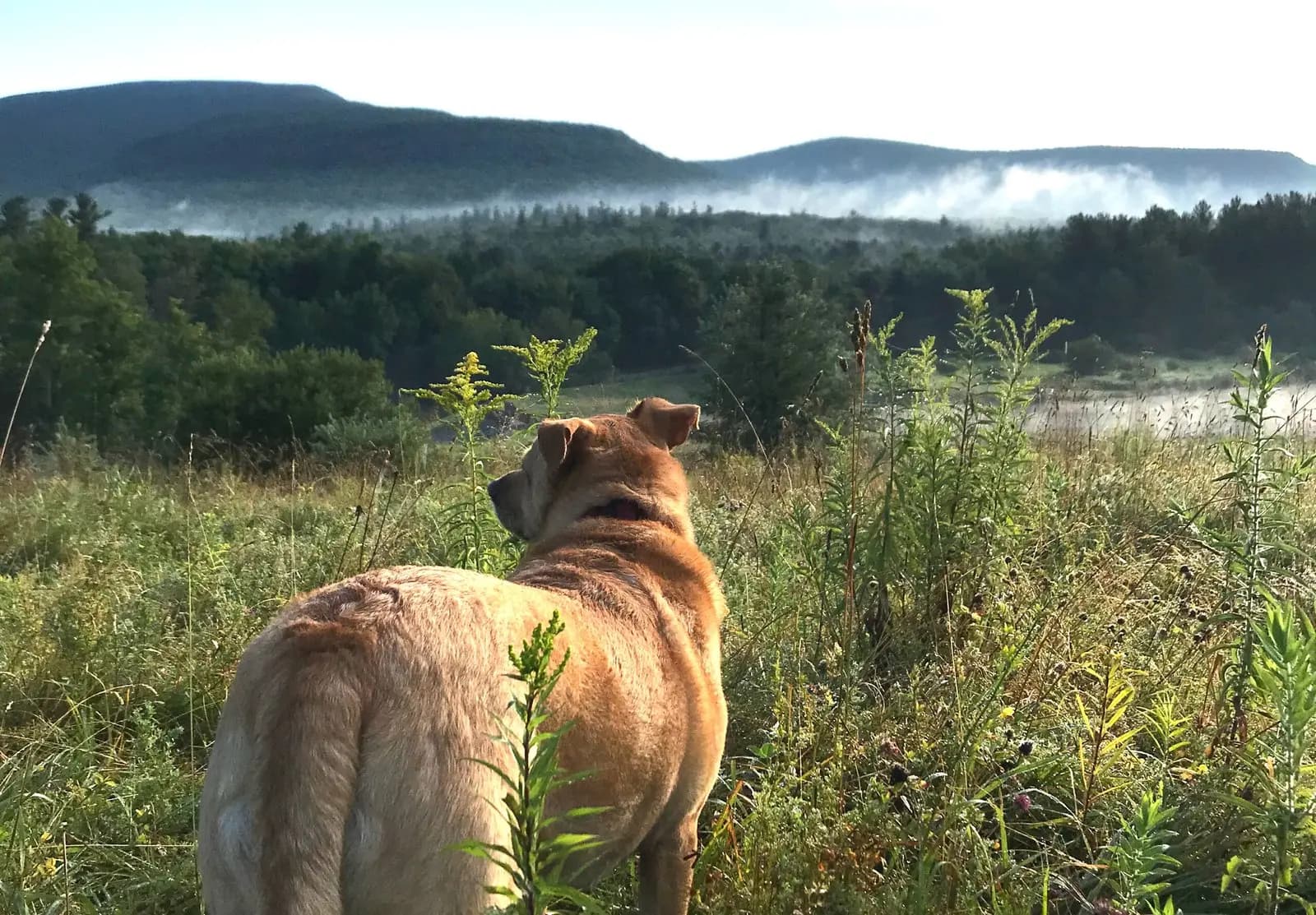 A dog standing in tall meadow grass, looking out at a forested ridge with morning mist in the valley.